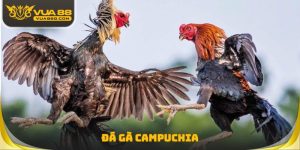 Đá Gà Campuchia - Hình Thức Được Rất Nhiều Sư Kê Yêu Thích