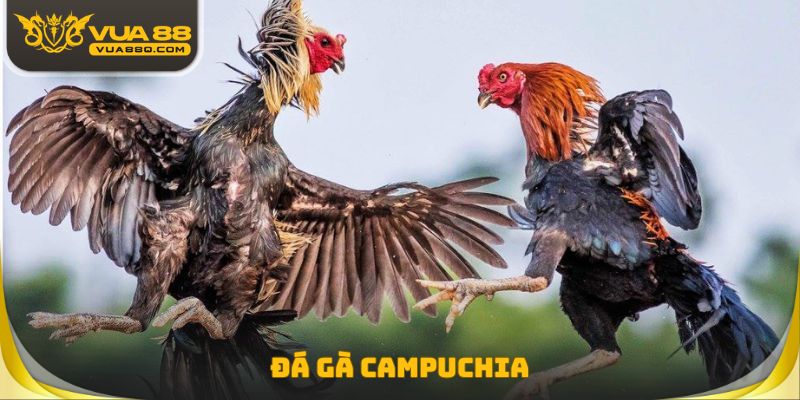 Đá Gà Campuchia - Hình Thức Được Rất Nhiều Sư Kê Yêu Thích
