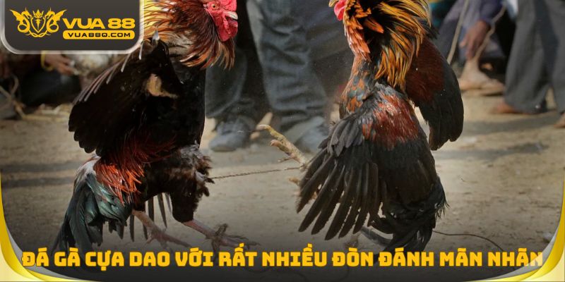 Đá gà cựa dao với rất nhiều đòn đánh cực kỳ mãn nhãn