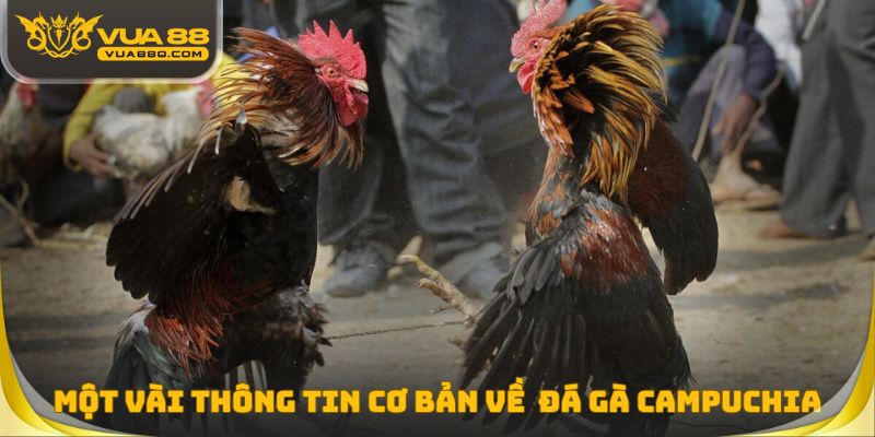 Một vài thông tin cơ bản cần biết về hình thức đá gà Campuchia