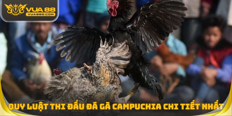 Quy luật thi đấu đá gà Campuchia chi tiết nhất cho người mới