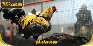 Đá Gà SV388 Vua88 - Hướng Dẫn Xem Bảng Kèo Cực Chuẩn