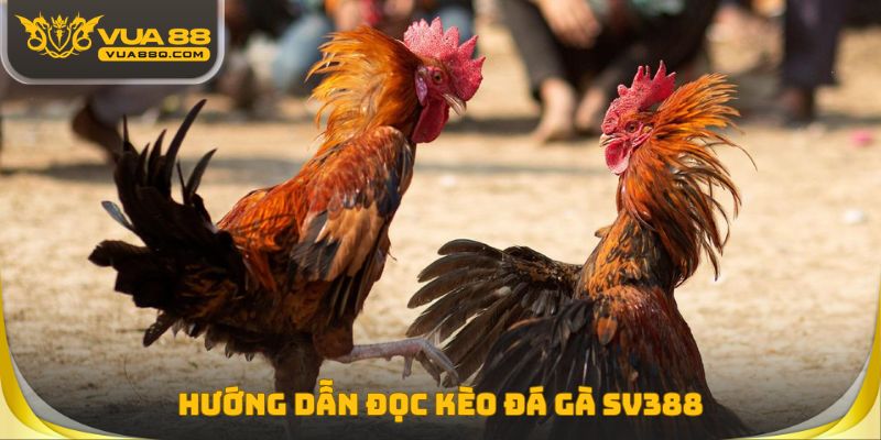 Hướng dẫn đọc kèo đá gà cơ bản cho người mới
