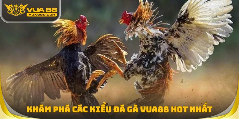 Khám phá các kiểu Đá gà Vua88 hot nhất