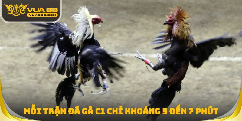 Mỗi trận cựa sắt chỉ diễn ra khoảng 5 đến 7 phút