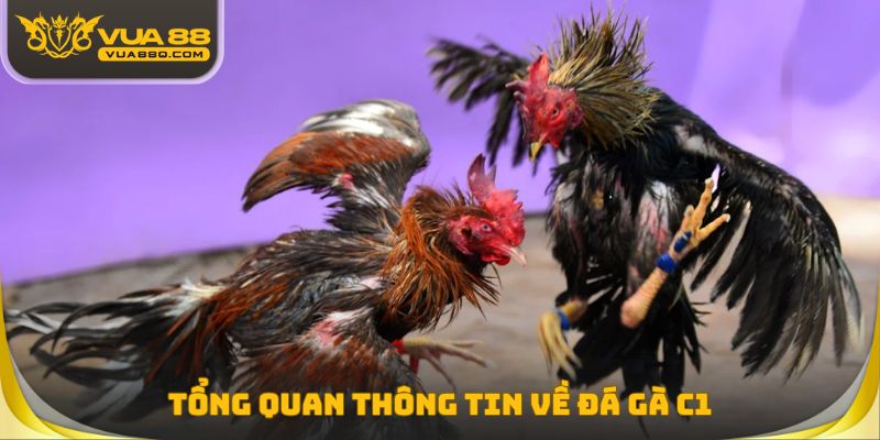 Tổng quan thông tin người chơi cần biết về đá gà C1