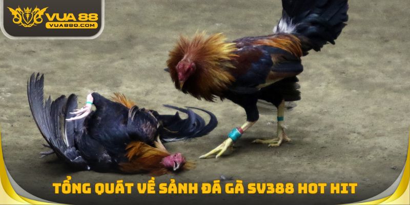 Tổng quát về sảnh đá gà SV388 hot hit